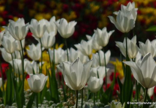 11-04-19-luisenpark-tulpen-51