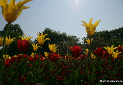 11-04-19-luisenpark-tulpen-57