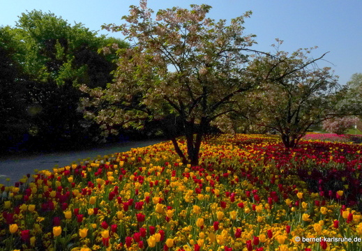 11-04-19-luisenpark-tulpen-58