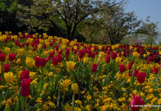 11-04-19-luisenpark-tulpen-59