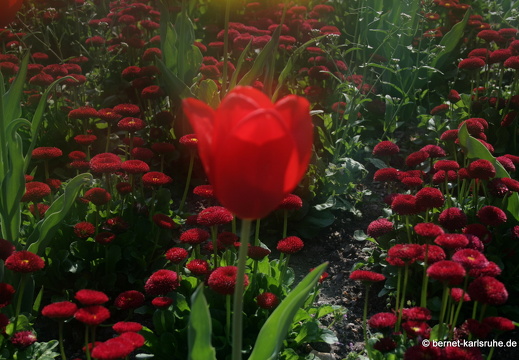 11-04-19-luisenpark-tulpen-62