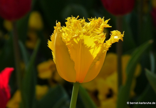 11-04-19-luisenpark-tulpen-64