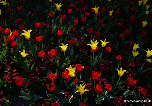 11-04-19-luisenpark-tulpen-65