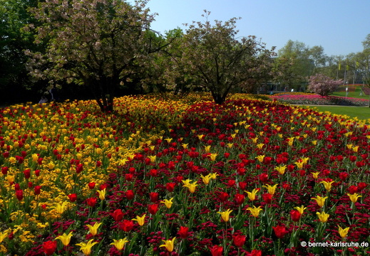 11-04-19-luisenpark-tulpen-66