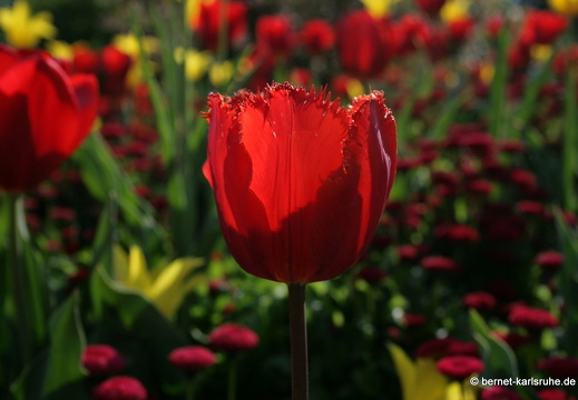 11-04-19-luisenpark-tulpen-69