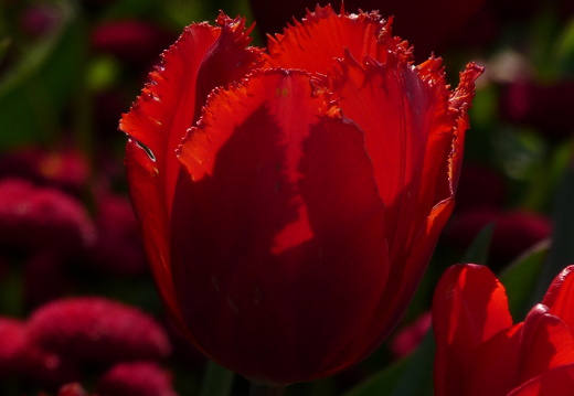 11-04-19-luisenpark-tulpen-150