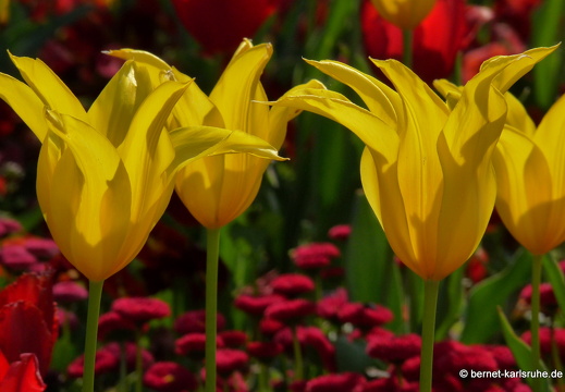 11-04-19-luisenpark-tulpen-151