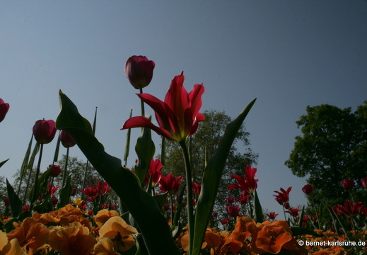 11-04-19-luisenpark-tulpen-156