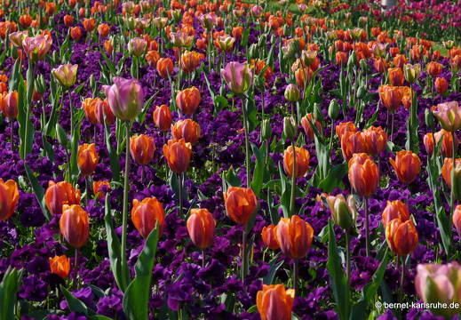11-04-19-luisenpark-tulpen-157