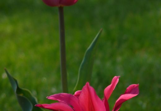 11-04-19-luisenpark-tulpen-162