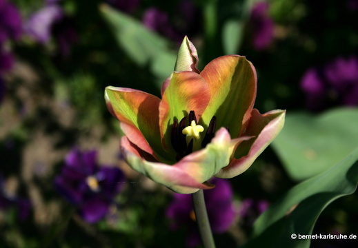 11-04-19-luisenpark-tulpen-165
