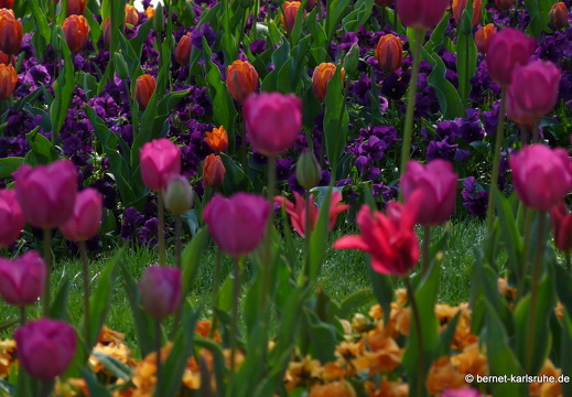 11-04-19-luisenpark-tulpen-167