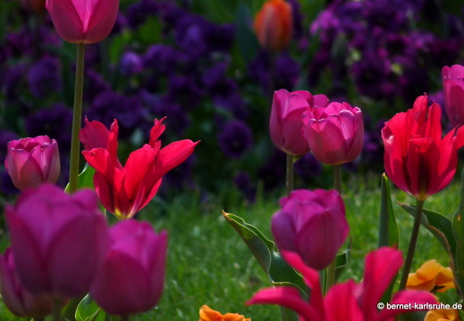 11-04-19-luisenpark-tulpen-169