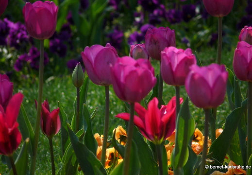 11-04-19-luisenpark-tulpen-170