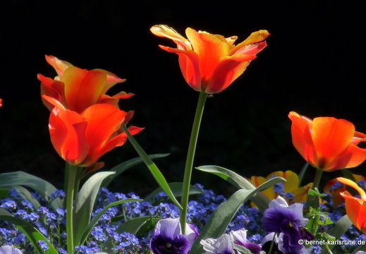 11-04-19-luisenpark-tulpen-171