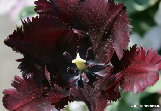 11-04-19-luisenpark-tulpen-180