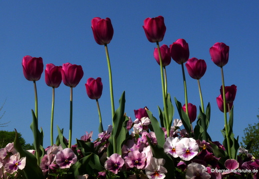 11-04-19-luisenpark-tulpen-183