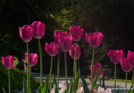 11-04-19-luisenpark-tulpen-187
