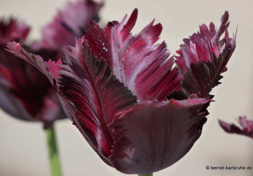 11-04-19-luisenpark-tulpen-198