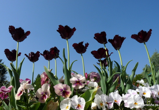 11-04-19-luisenpark-tulpen-199