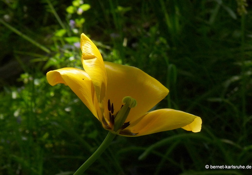 11-04-19-luisenpark-tulpen-205