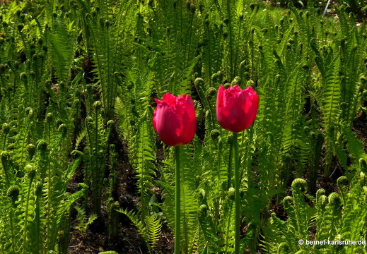 11-04-19-luisenpark-tulpen-209