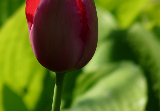 11-04-19-luisenpark-tulpen-214