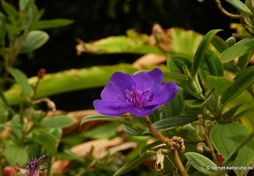 12-03-10-funchal-boa-vista-tibouchina-120
