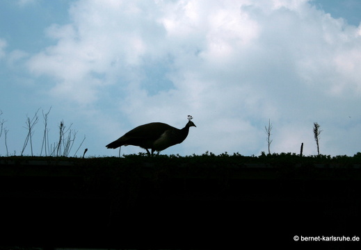 09-04-14-zoo-fauna-42