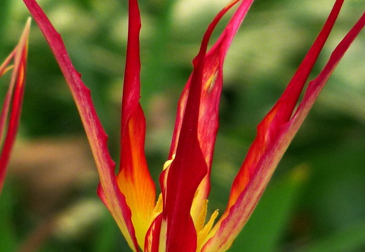 09-04-14-zoo-flora-10