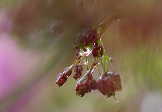 09-04-14-zoo-flora-24