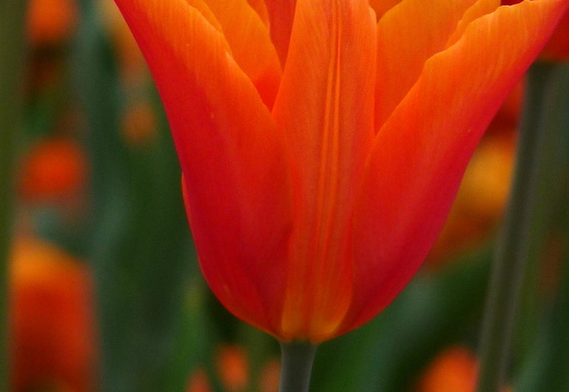 09-04-14-zoo-flora-48