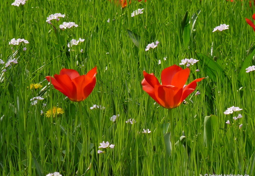 09-04-14-zoo-flora-56