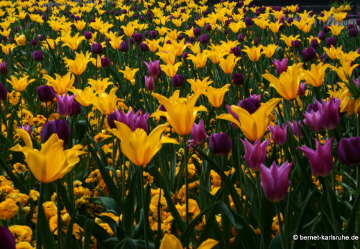 09-04-14-zoo-flora-90