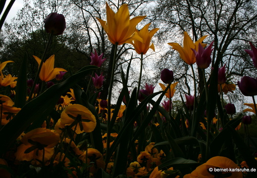 09-04-14-zoo-flora-91