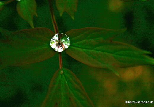 09-04-14-zoo-flora-104