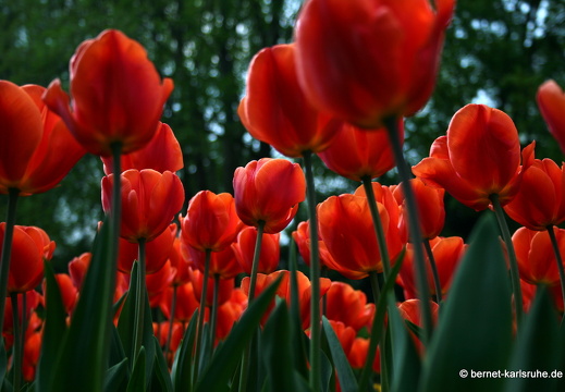 09-04-14-zoo-flora-117