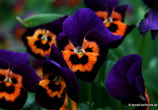 09-04-14-zoo-flora-114