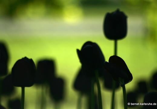 09-04-24-flora- 070