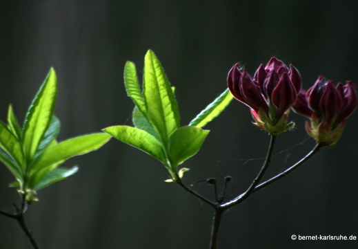 09-04-24-flora- 090