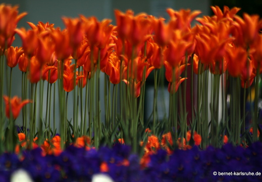 09-04-24-flora- 257