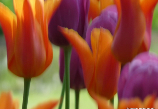 09-04-24-flora-65
