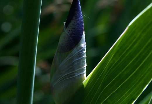 09-05-01-zoo-flora-015
