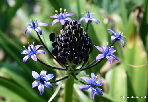 09-05-01-zoo-flora-007