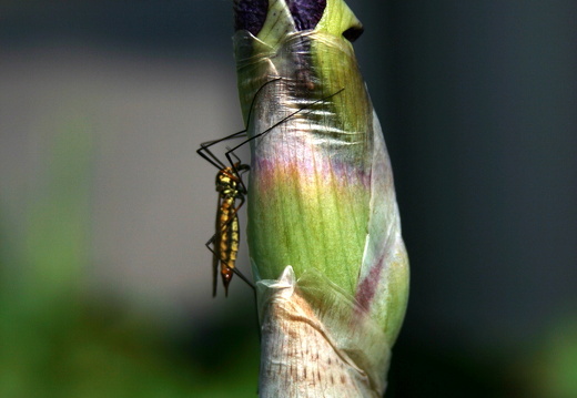 09-05-01-zoo-flora-024
