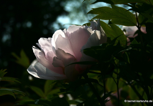 09-05-01-zoo-flora-061