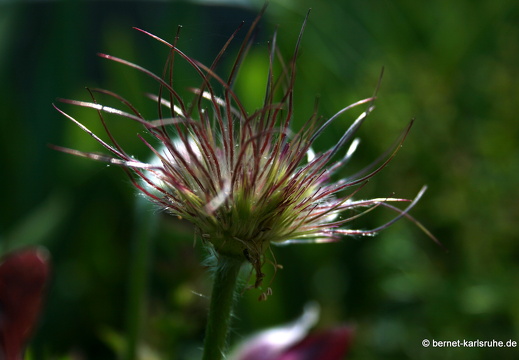 09-05-01-zoo-flora-041