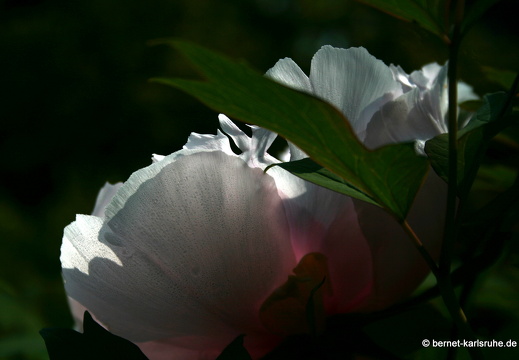 09-05-01-zoo-flora-076