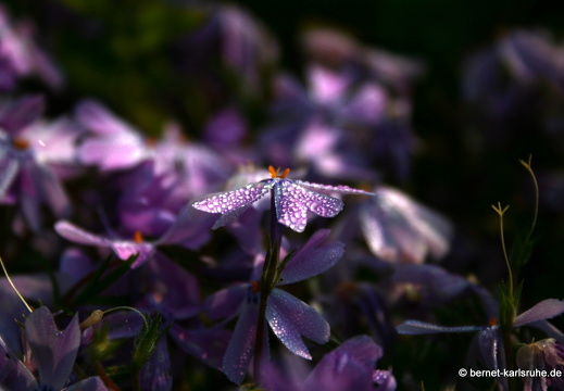 09-05-02-zoo-027