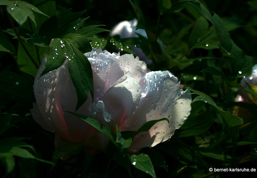 09-05-02-zoo-099